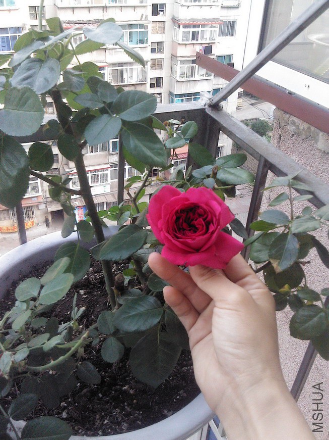 YP20150601061621.jpg