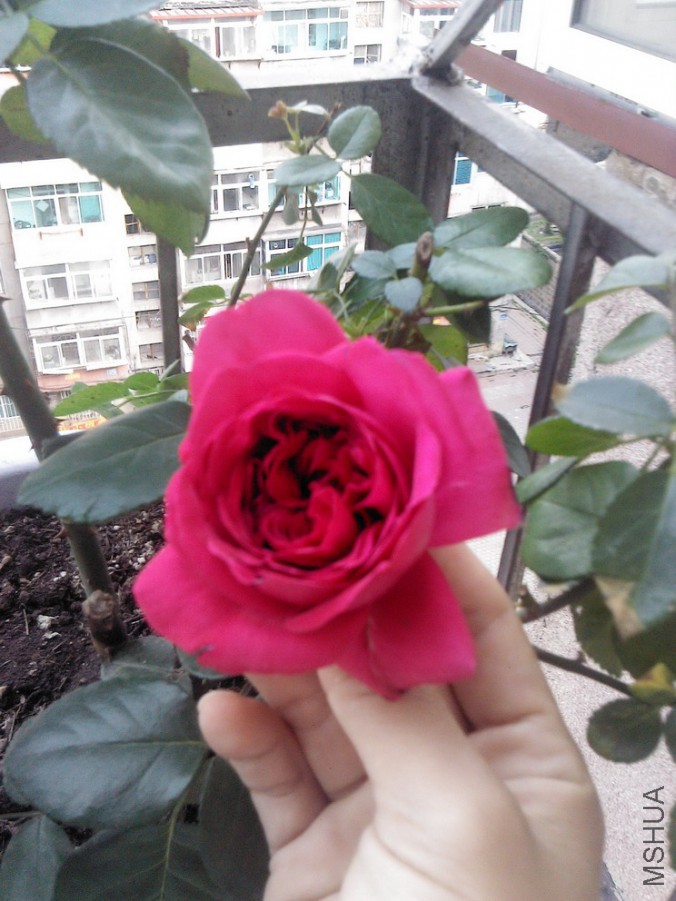 YP20150601061636.jpg
