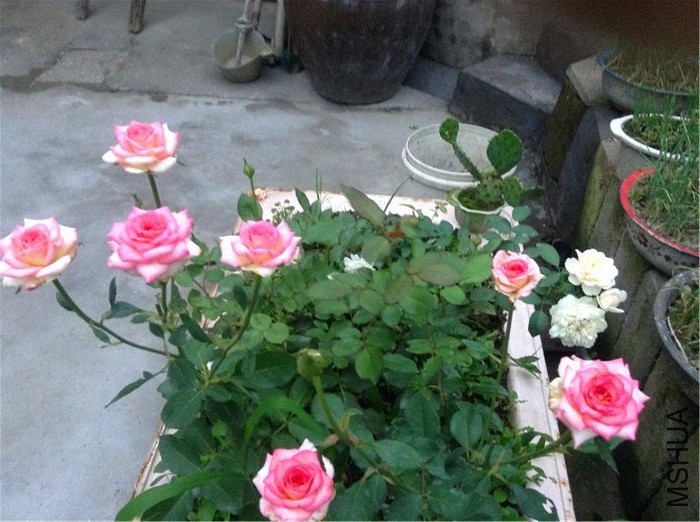2015-06-16 184809.jpg
