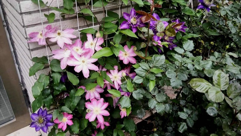 psb (30).jpg