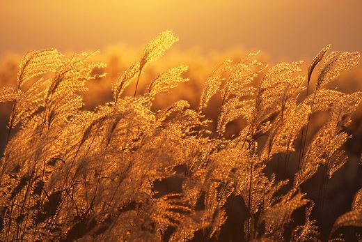 2660_eb886126e6f5379 (520x347).jpg