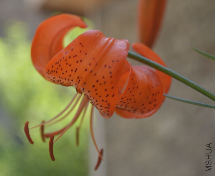 ˵�������