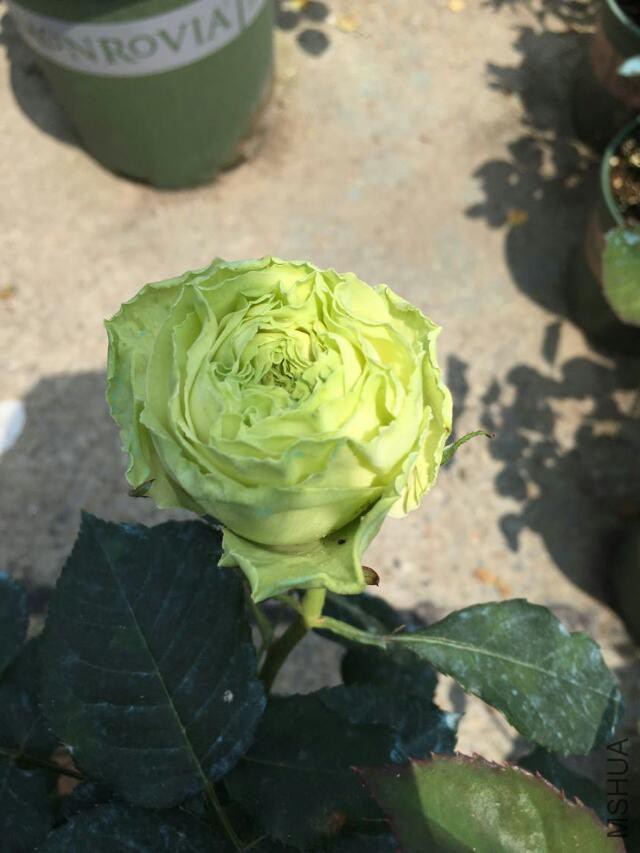 ����