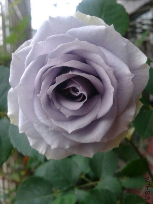 ת��