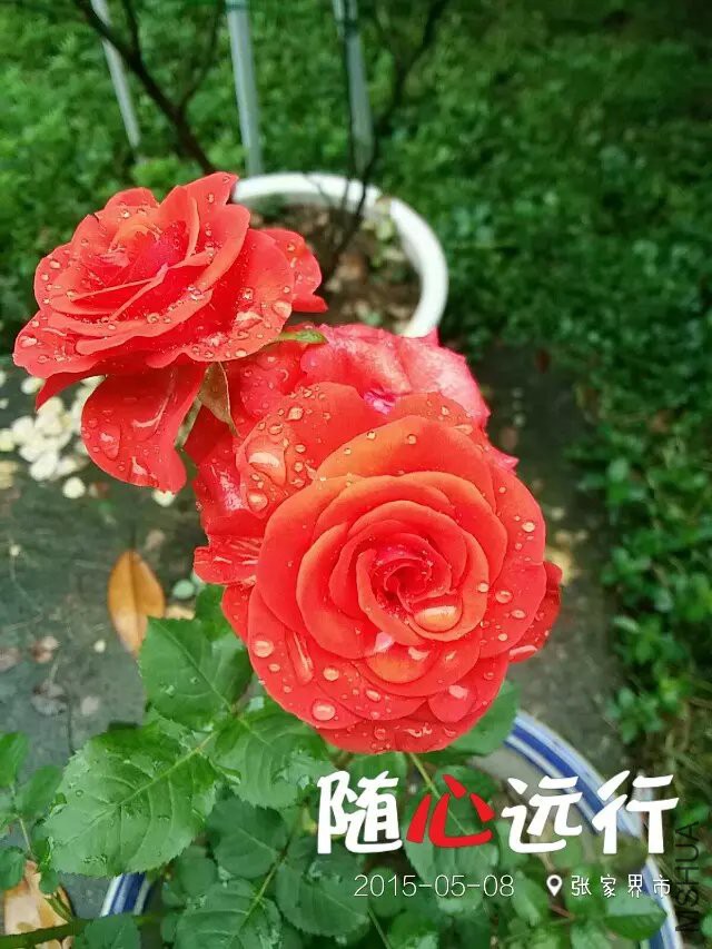 ��ɫ