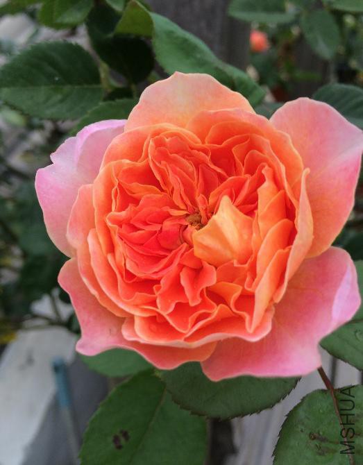 2015-6-8ӡ����6.JPG