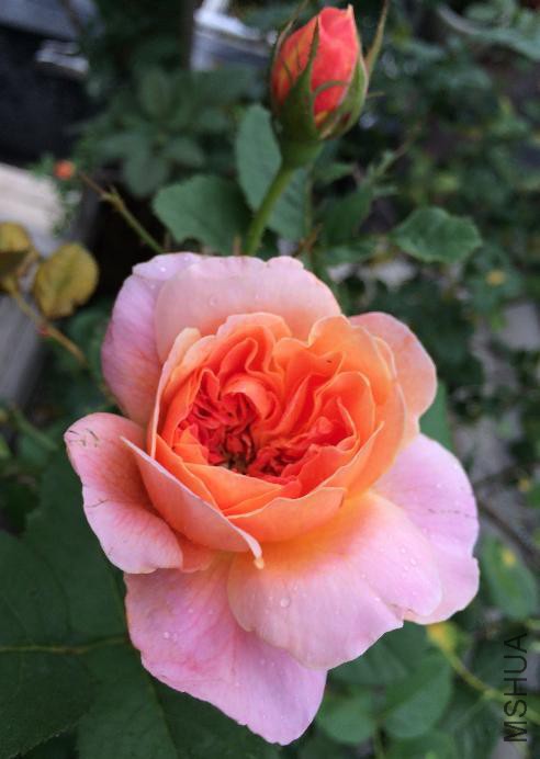 2015-6-8ӡ����1.JPG