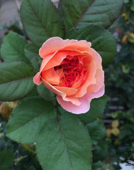 2015-6-8ӡ����2.JPG
