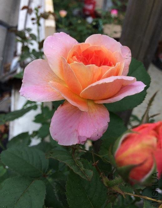 2015-6-8ӡ����3.JPG