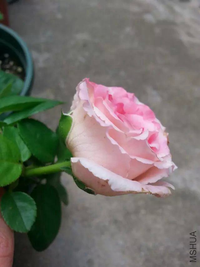 ������ �����ױ���