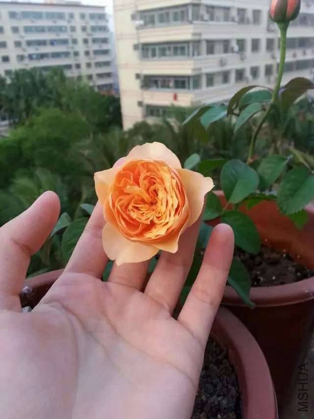 ����ɺ����