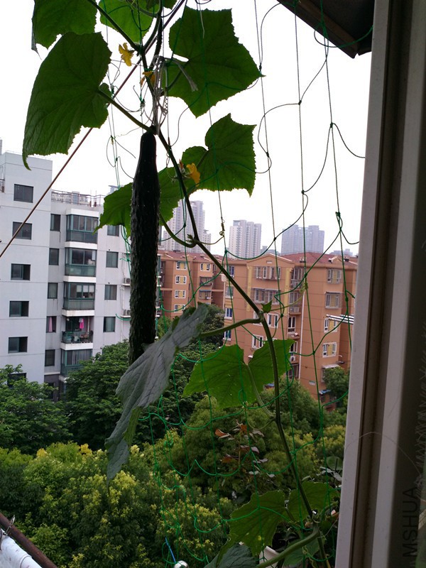 IMG_20150703_125546.jpg