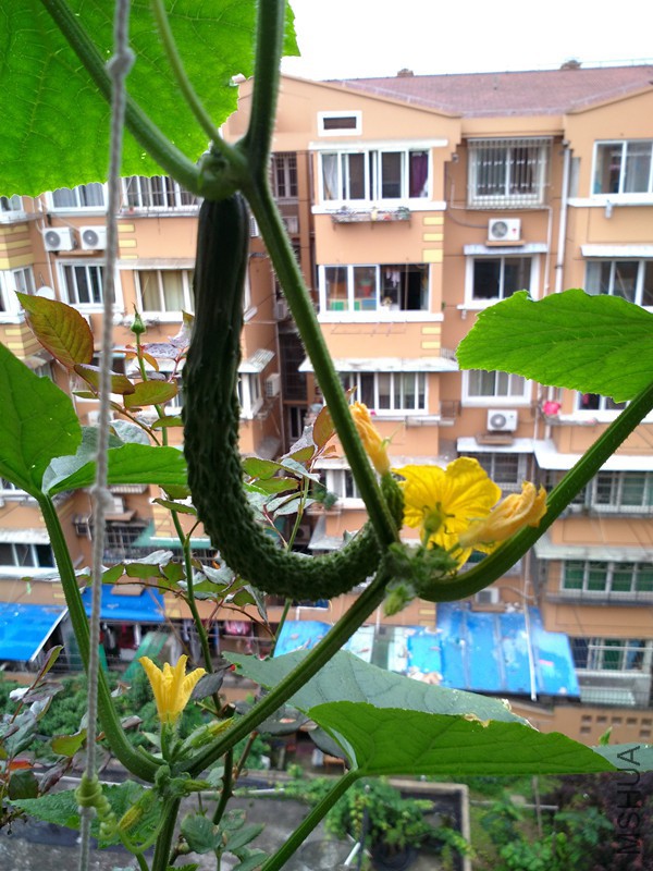 IMG_20150610_082803.jpg