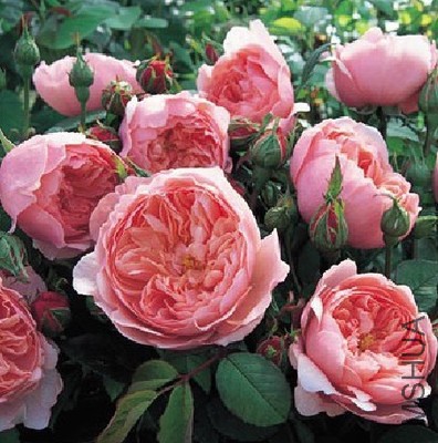 ����� The Alnwick Rose.jpg