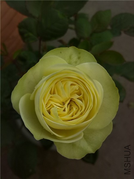 ������ɳ��ʯ Creamy Eden.jpg