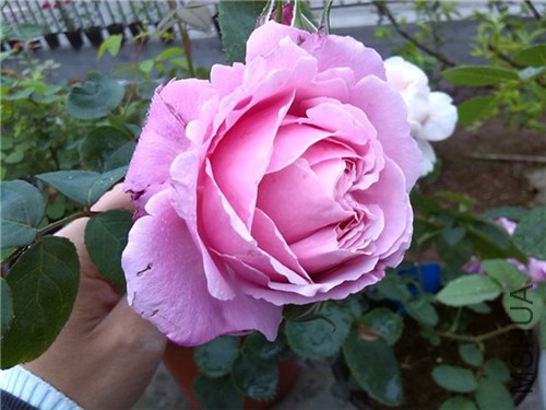 Ŧ�� chant rosemisato-2.jpg