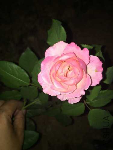 image.jpg
