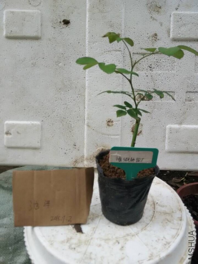 QQͼƬ20150703182919.jpg