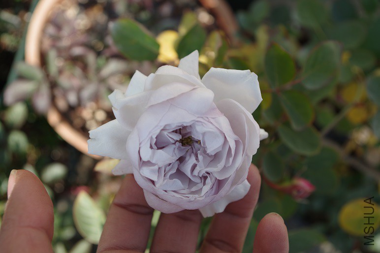 IMGP02741.JPG