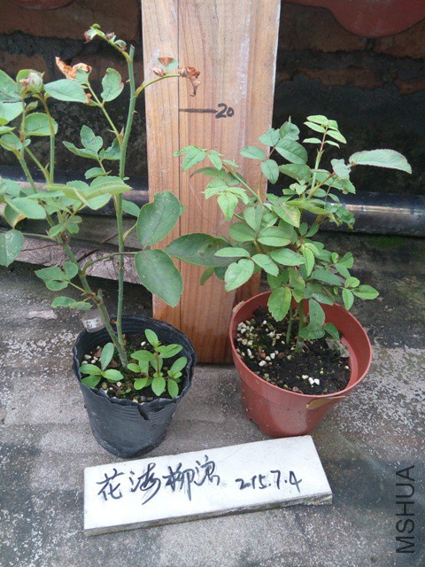�ʹ���ױ¥