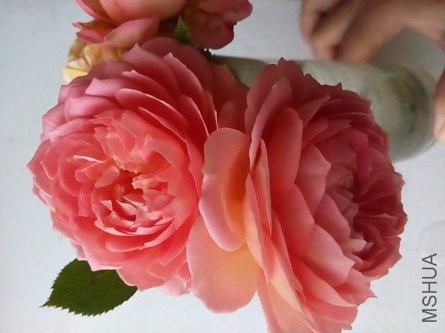 IMG_20150607_075450.jpg