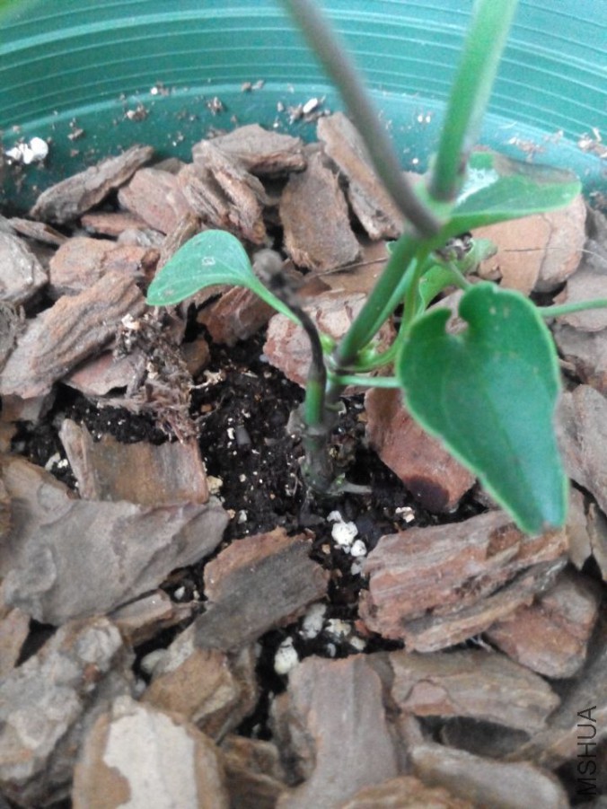 QQͼƬ20150704175558.jpg