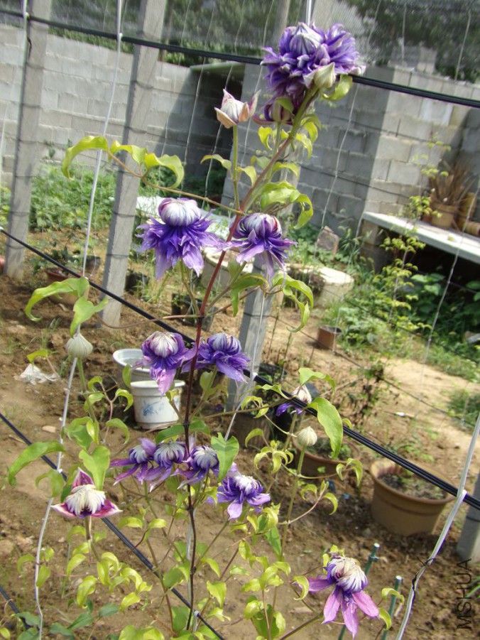 06.jpg