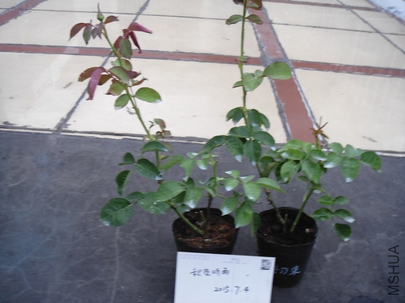 DSC00909_����.jpg