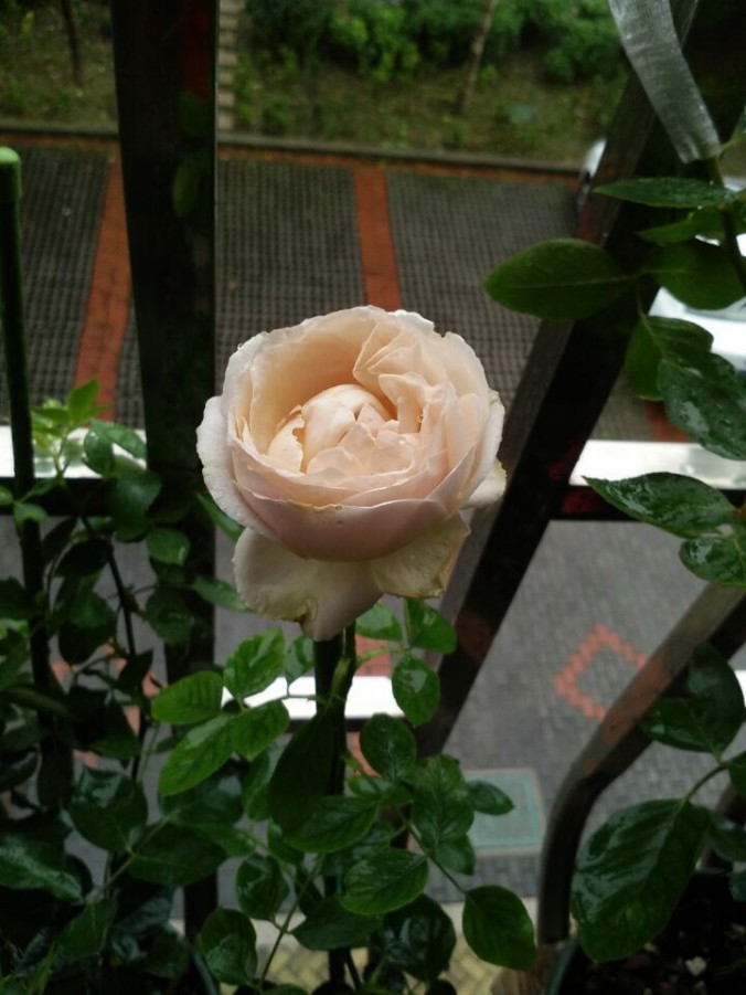 QQͼƬ20150704200402.jpg