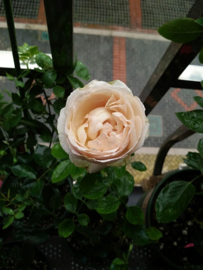 QQͼƬ20150704200415.jpg