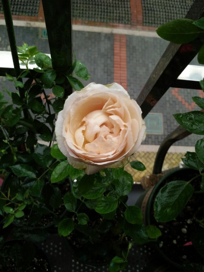 QQͼƬ20150704200419.jpg