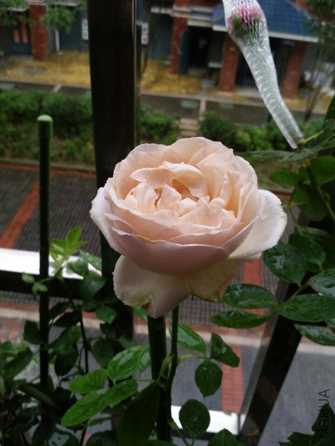 QQͼƬ20150704200435.jpg