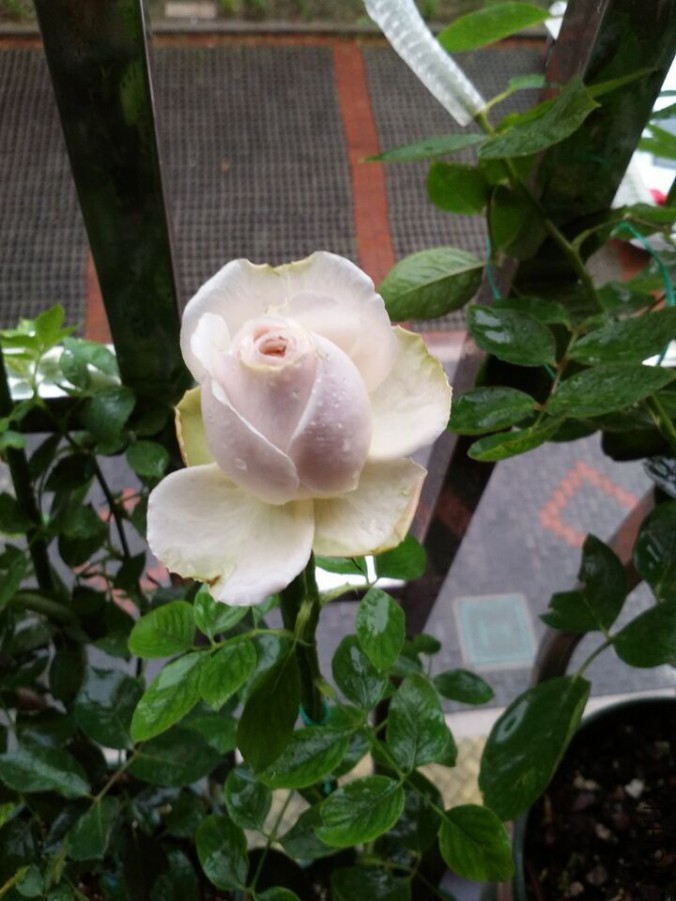 QQͼƬ20150704200446.jpg