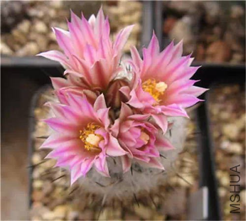 ������ .jpg