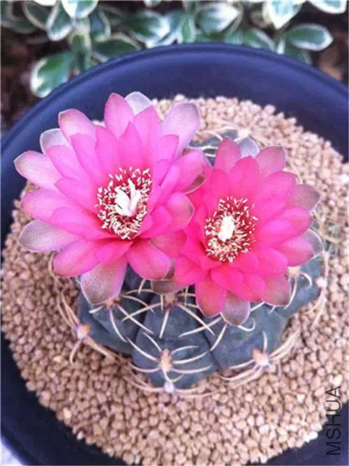 �ӽ����� .jpg