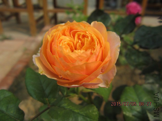 IMG_9587.JPG