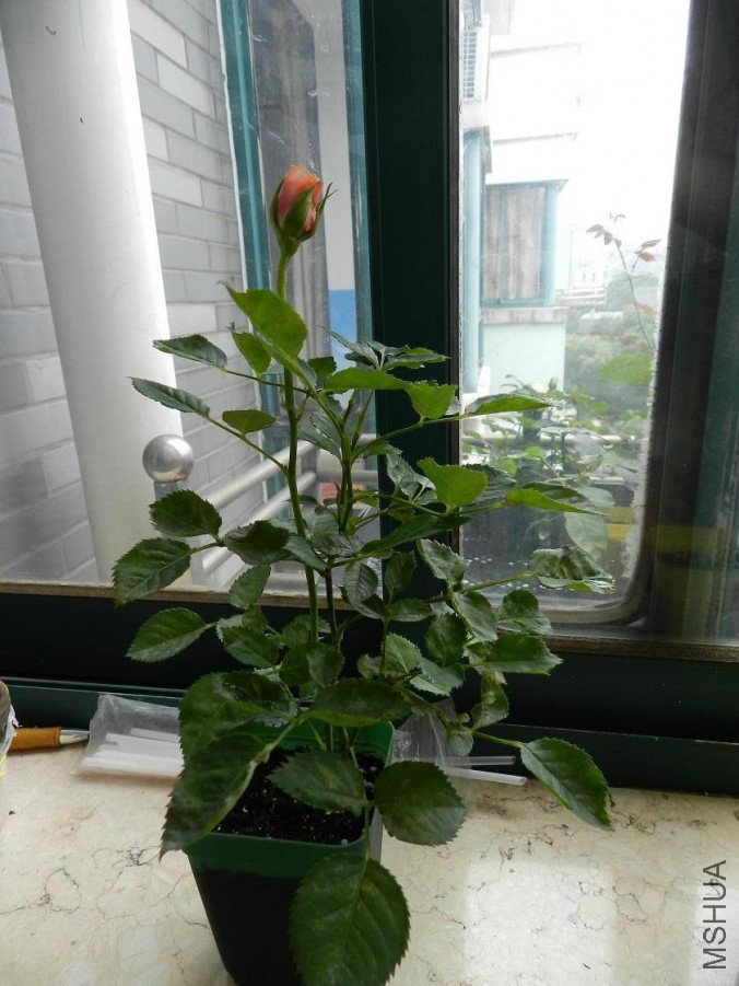 DSCN2516.jpg