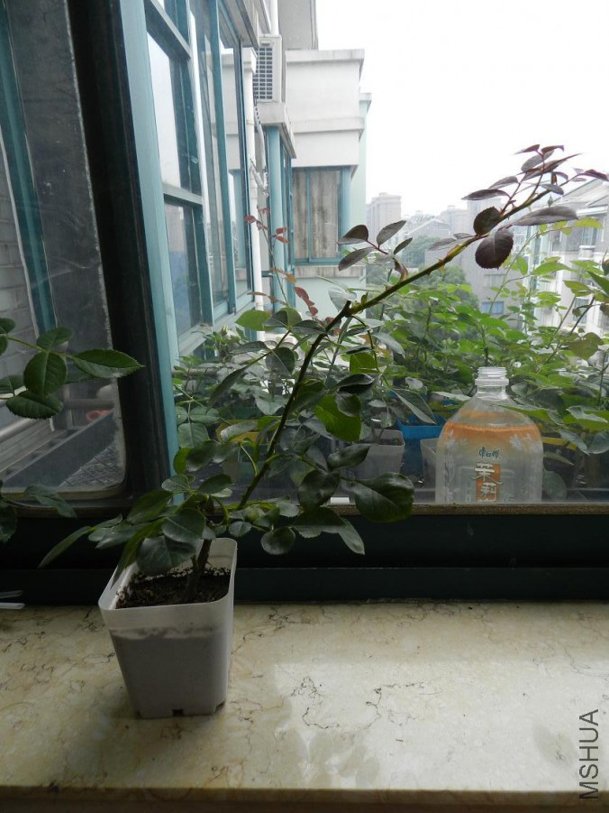 DSCN2518.jpg