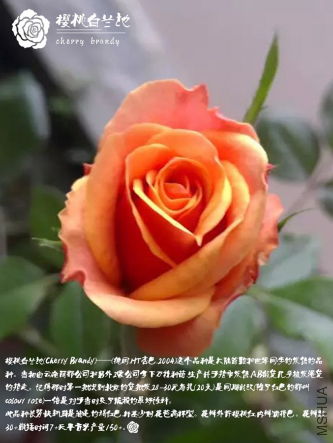 ӣ�Ұ�����_����.jpg