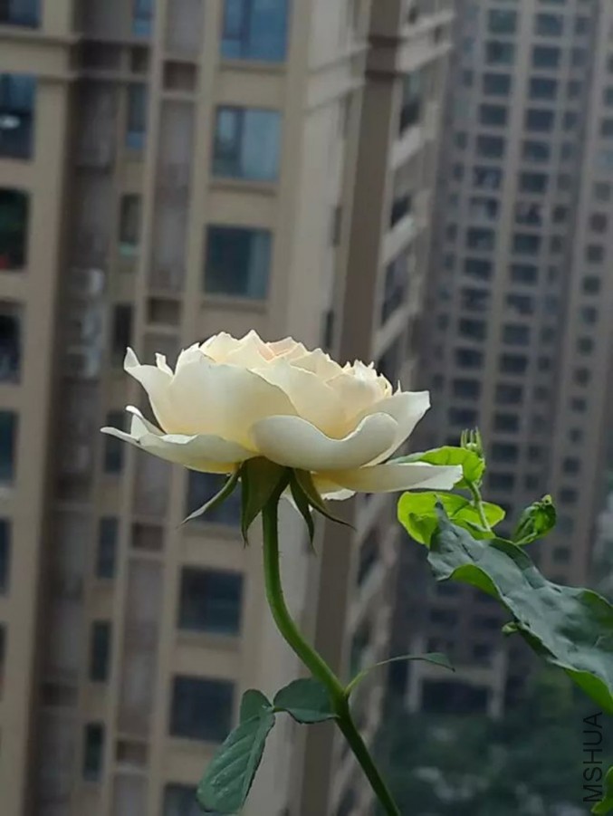 psb (1)_����.jpg