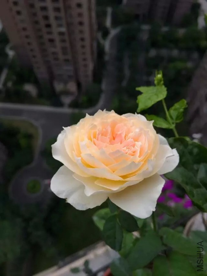psb (2)_����.jpg