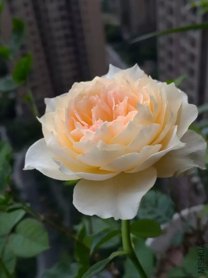 psb (3)_����.jpg