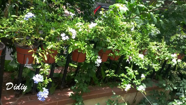 ��ѩ��150705.jpg
