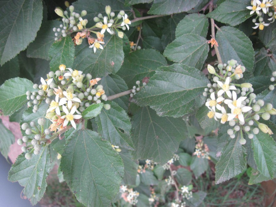 IMG_7522_����.jpg