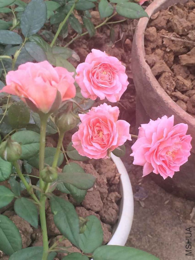 QQͼƬ20150706164411.jpg