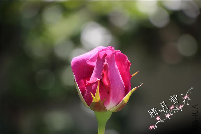 IMG_3279.jpg