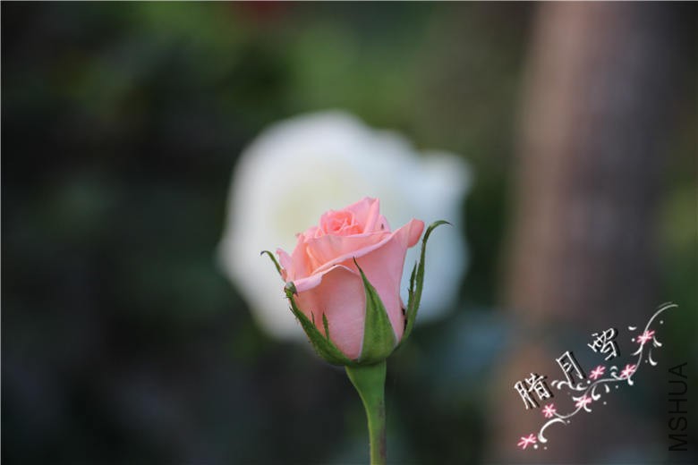 IMG_3752.jpg