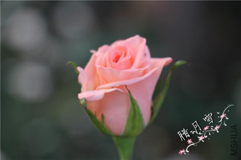 IMG_3753.jpg