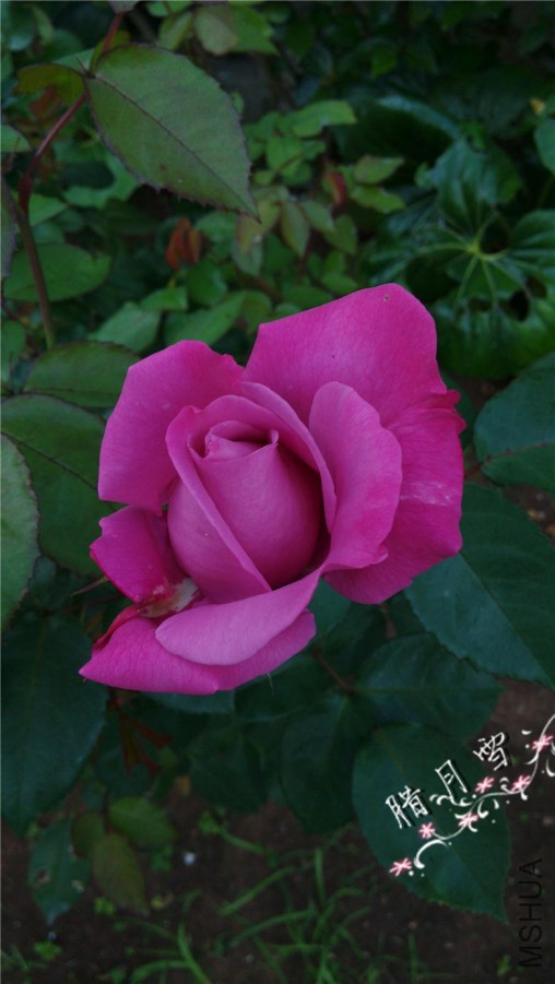 QQͼƬ20150424204222.jpg