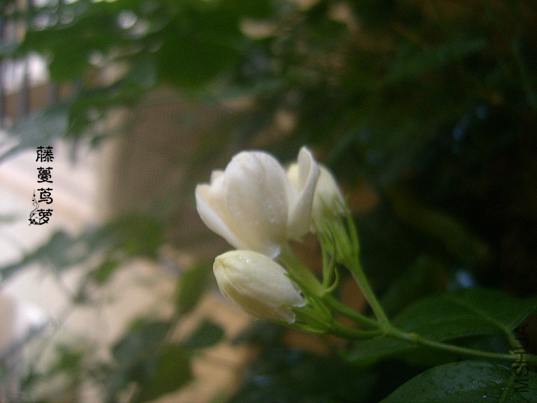 SUC50107_����.jpg